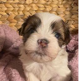 Billy - White male Havanese puppy in Clermont, Florida from Country Sweet Havanese and Creative Coaching