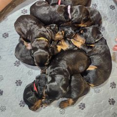 Gordon Setter Puppies from Tom McCleary