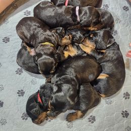 Gordon Setter Puppies from Tom McCleary
