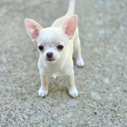 Demi - Fawn and white female Chihuahua puppy in Indianapolis, Indiana from London Rouge Chihuahuas