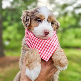 Dodger - Merle male Bernedoodle puppy in Russell Springs, Kentucky from 270 Doodles