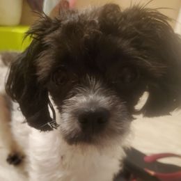 Shiki - Shih Tzu