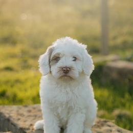 Georgie - male Australian Mountain Doodle puppy in Dalton, Ohio from Haven Doodles