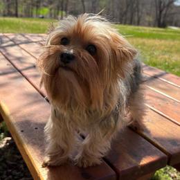 Abby - Blue and gold female Yorkshire Terrier puppy in Florence, Alabama from Yorkies of Forest Creek