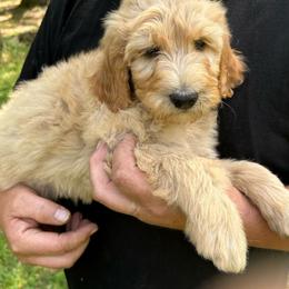 Edith's pink - Apricot female Goldendoodle puppy in Hardeeville, South Carolina from Pups of the Lowcountry
