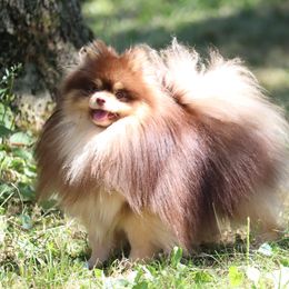 Tazz - Pomeranian