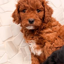 Phoenix - Red male Cavapoo puppy in Idaho Falls, Idaho from Freckle Paw Family
