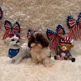 Sailor - Chocolate male Shih Tzu puppy in Success, Missouri from Sweet Success