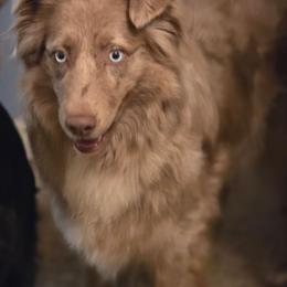 Kari - Australian Shepherd