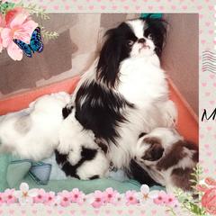 Japanese Chin Puppies from Mystike Japanese Chin