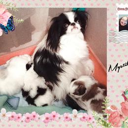 Japanese Chin Puppies from Mystike Japanese Chin