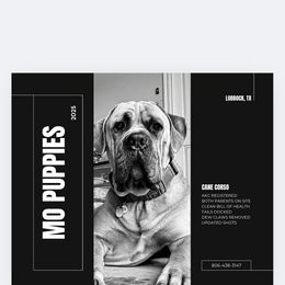 Cane Corso from Mo Puppies