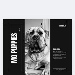Cane Corso from Mo Puppies