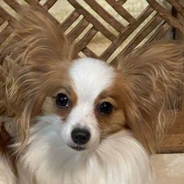 Allie - Papillon