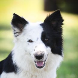 Ducky - Border Collie