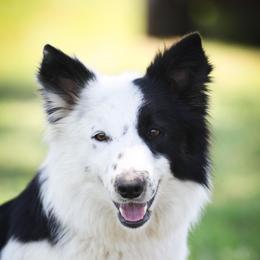 Ducky - Border Collie