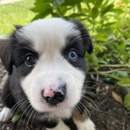 Queso - Black tri male Miniature Australian Shepherd puppy in Clearwater, Florida from Frankenmuth Mini Aussies