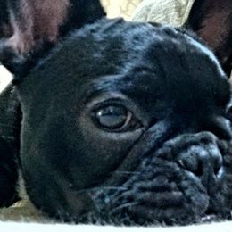Bulldogs and French Bulldogs from Monica's Pups