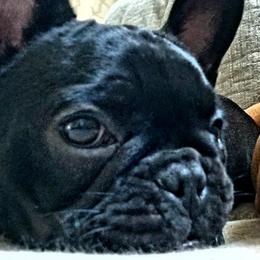 Bulldogs and French Bulldogs from Monica's Pups