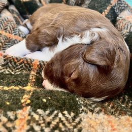Border Collie Puppies from Border Agility