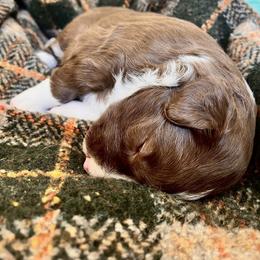 Border Collie Puppies from Border Agility