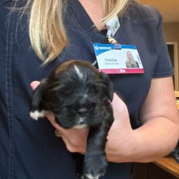 Boy 3 - Black male Cocker Spaniel puppy in Spotsylvania, Virginia from Wilkshire Farm