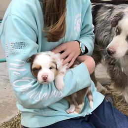 Australian Shepherd Puppies from Cedarville Aussies
