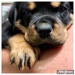 Rottweiler Puppies from Von Schonen Rottweilers