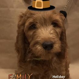Goldendoodle Puppies from Dhalia’s Doodles