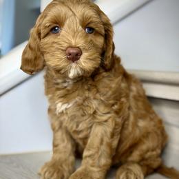 Lavender - Red female Australian Labradoodle puppy in Antelope, California from Adorable Labradoodle