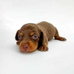 Valentine - Chocolate and tan male Dachshund puppy in Waddell, Arizona from Neu Doxies