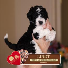 Lindt - Black and white female Sheepadoodle puppy in Cleveland, Tennessee from Narrow Path Old English & Sheepadoodles