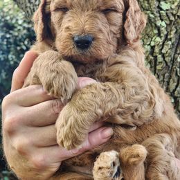 Goldendoodle Puppies from Evergrace Farm Doodles