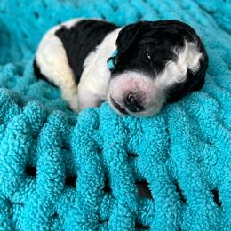 Light Blue - Parti male Labradoodle puppy in Ellenwood, Georgia from Four Paws Down