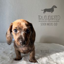 Nicole - Brindle female Dachshund puppy in Royse City, Texas from Truehearted Miniature Dachshunds