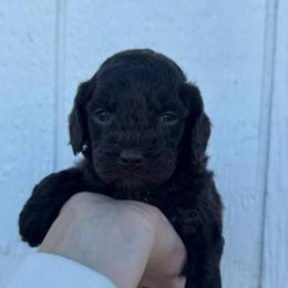 Twix - Chocolate male Cavapoo puppy in Ville Platte, Louisiana from The Barkery