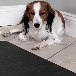 Lacey - Nederlandse Kooikerhondje