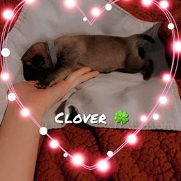 Girl 5 - Mastiff puppy in Walton, Nebraska from J & J Legacy Mastiffs