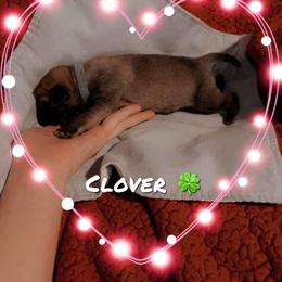 Girl 5 - Mastiff puppy in Walton, Nebraska from J & J Legacy Mastiffs