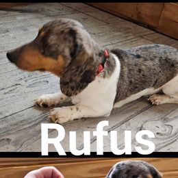 Rufus - Dachshund