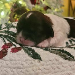 Boy 1 - Gold and white male Shih Tzu puppy in North Carolina from WillowCreek Mountain View Shih Tzu