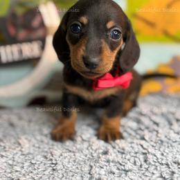 Lola Marie - Black and tan female Dachshund puppy in Washington from Beautiful Doxies