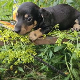 Minnie - Black and tan female Dachshund puppy in Richburg, New York from Granny's babies