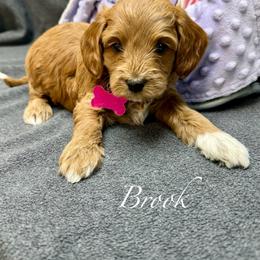 Brook - Red  female Goldendoodle puppy in Boise, Idaho from Goldendoodle Baby
