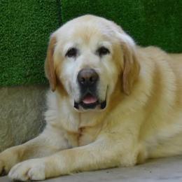 Labrador Retriever puppies from Wooten Retrievers