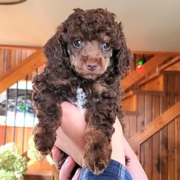 Little Bear - ToyChoc Brown Phantom - Phantom male Poodle puppy in Falcon, Missouri from Cedar House Heritage Poodles | AKC Toy & Miniature Poodle Puppies Raised in Home