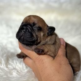 Mary - Fawn female French Bulldog puppy in Keeseville, New York from Big Sky Frenchies