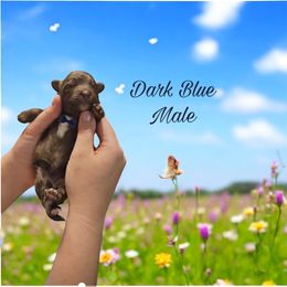 Aussiedoodle, Goldendoodle, and Poodle Puppies from Designer Doodles of South GA