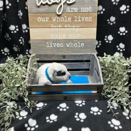 Zippy - Blue speckled male Australian Cattle Dog puppy in Saint Albans, Maine from Australian Cattle Cuties and littles