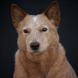 Australian Cattle Dog All Grown Up from Linda Griffiths